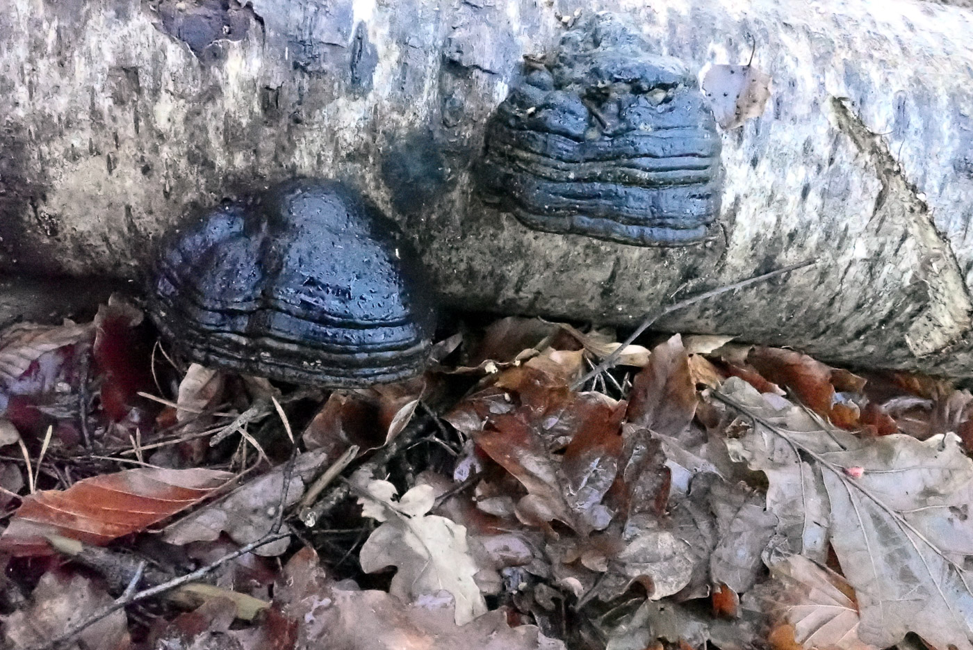Photo by Jim Wills Fomes fomentarius by Jim Wills